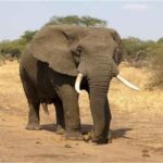 हाथियों का कहर: 2 हफ्तों में 23 मौतें, विधानसभा में गूंजा मुआवजा बढ़ाने का मुद्दा