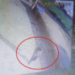 बवानीखेड़ा में गैस एजेंसी संचालक से पत्थर फेंककर मांगी पांच लाख की रंगदारी