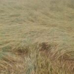 प्रदेश के 42 जिलों में तबाही, ओलावृष्टि-बारिश से फसलें बर्बाद, 14 जिलों में आज भी खतरा