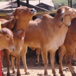 गोशालाएं बनेंगी अर्थव्यवस्था का ग्रोथ इंजन