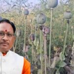 अफीम खेती पर CM साय का सख्त ऐक्शन प्लान, बोले- नक्सलियों और रसूखदारों को नहीं मिलेगी राहत