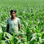 धान के बजाय मक्का से बढ़ा मुनाफा : किसान मालती मोहन बने उन्नत खेती की मिसाल किसान मालती मोहन