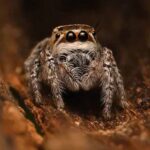 जैसलमेर में नई मकड़ी प्रजाति ‘मोग्रस शुष्का’ की खोज, वैज्ञानिकों को बड़ी सफलता