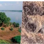 नर्मदा में बोटिंग के दौरान चट्टानों पर आराम करता दिखा तेंदुआ, पर्यटकों में मची हलचल