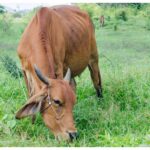 यूपी में देसी नस्लों का होगा जेनेटिक परीक्षण, अवधी भेड़ और जौनपुरी बकरी से शुरुआत