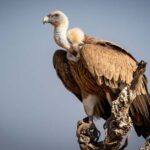 वन विहार हो रहा है गिद्ध संरक्षण के अंतर्राष्ट्रीय उत्कृष्टता केंद्र के रूप में स्थापित