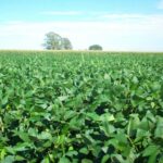 रायपुर : यूरिया का प्रभावी विकल्प बन रही हरी खाद, जशपुर में 600 हेक्टेयर में प्रदर्शन