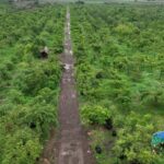 गांधीसागर बांध: 1.5 करोड़ पेड़ों में 65 लाख लोगों को ऑक्सीजन देने की क्षमता