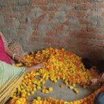 43 डिग्री गर्मी में भी गेंदा फूल की खेती से 2 लाख तक की कमाई