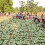 Labour Day (1 मई) से शुरू होगी तेंदूपत्ता तोड़ाई, 639 फड़ तैयार