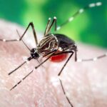 लुधियाना में डेंगू का खतरा बढ़ा, मरीजों की संख्या 100 के पार