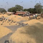 Barnala में MLA ने 1.25 करोड़ की अनाज मंडी जनता को समर्पित की, किसानों को मिलेगा बड़ा फायदा