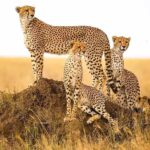 कूनो में चीतों की बढ़ती संख्या के बाद गांधीसागर बना दूसरा घर, अब नौरादेही के जंगल में तैयार 8 बाड़े, जल्द शिफ्ट होंगे चीते