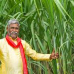 योगी सरकार में गन्ना किसानों की आय 52 हजार से बढ़कर 1.20 लाख रुपये हुई: कृषि मंत्री