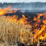 नरवाई जलाना खेत और सेहत दोनों के लिए हानिकारक : कृषि मंत्री कंषाना