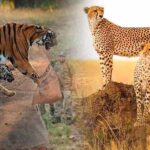नौरादेही में टाइगर और चीता सुरक्षा के लिए पूर्व सैनिक होंगे जिम्मेदार, वन अपराध पर लगाम