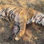 बांधवगढ़ टाइगर रिजर्व में मृत पाये गए नर बाघ का हुआ पोस्टमॉर्टम