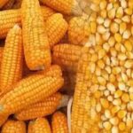 मक्का किसानों को एचएयू की सलाह, फाल आर्मीवर्म से बचाएं फसल