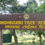 अंतर्राष्ट्रीय बाघ दिवस आज, बांधवगढ़ टाइगर रिजर्व में होंगे जागरूकता और सांस्कृतिक कार्यक्रम