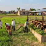 यूपी में गोचर भूमि मुक्त, गोवंश के लिए बढ़ेगी हरे चारे की व्यवस्था