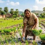 झारखंड में बारिश संकट के बीच डीएसआर तकनीक से धान खेती की सलाह