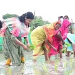 वैशाली की डीएम वर्षा सिंह खेत में उतरीं, किसानों संग की धान रोपनी