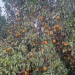 राजस्थान के 7 कृषि उत्पादों को मिलेगा GI टैग, किन्नू से सांगरी तक बनेगी नई पहचान