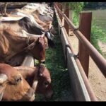 ग्वालियर में बजरंग भक्त मंडल ने की 1 टन हरे चारे से गौसेवा