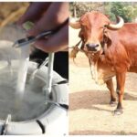राजस्थान में जेंडर सॉर्टेड सीमन तकनीक को मिली वैज्ञानिक पुष्टि