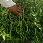 हरियाणा के पहाड़ी किसानों की नई पहल, प्राकृतिक मिर्च की आधुनिक खेती से बढ़ेगी आय