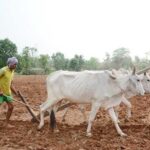 मुख्यमंत्री डॉ. यादव 10.54 लाख किसानों के खातों में 1460.25 करोड़ की राशि करेंगे अंतरित