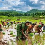 झारखंड में बारिश ने बदली तस्वीर, धान की रोपाई 83.43% पहुंची; एक सप्ताह में 8% की बढ़ोतरी