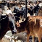 झारखंड में गोशाला निर्माण पर CAG की आपत्ति, 15.96 करोड़ से बनीं 2540 अतिरिक्त गोशालाएं