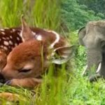 यूपी में वन्यजीव संरक्षण को मिलेगा 100 करोड़ का बजट, मजबूत होगी सुरक्षा व्यवस्था