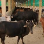 हरियाणा में गोशालाएं बढ़कर 650 हुईं, बजट 600 करोड़ रुपये तक पहुंचा