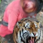 CG में ATR के प्रतिबंधित क्षेत्र में बाघिन का हमला, युवक की मौत