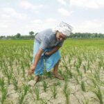 CG में बारिश थमते ही बढ़ी किसानों की चिंता, धान के खेतों में पड़ने लगीं दरारें