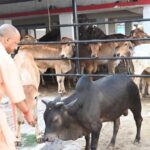 सीएम योगी की गोसंरक्षण नीति का असर : करोड़ों कमा रहे युवा, बढ़ रहा रोजगार