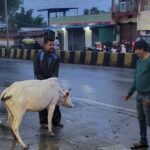 रेडियम बेल्ट से सजे आवारा मवेशी, हाईवे हादसे रोकने की अनोखी पहल