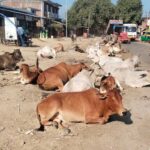 सड़कों पर पशुओं के कारण होने वाली दुर्घटनाओं को रोकने के लिए समाज की भागीदारी सुनिश्चित होगी