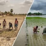 बिहार में बारिश का अजब खेल: कहीं सूखा तो कहीं बाढ़, 99% धान की रोपनी पूरी