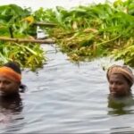 सरयू नदी का जलस्तर बढ़ा, सिवान के दियारा इलाके में बाढ़ जैसे हालात