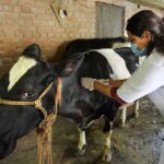 योगी सरकार ने लंपी वायरस की रोकथाम के लिए 25 जनपदों में 606 टीमें कीं तैनात