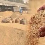 हरियाणा में 1.5 लाख किसानों ने छोड़ी PR धान की खेती, 2 लाख एकड़ में डाटा मिसमैच