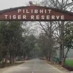 पीलीभीत टाइगर रिजर्व में घूमना हुआ महंगा, शनिवार-रविवार टिकट 150 से बढ़कर 200 रुपये