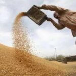 हांसी में 1 अक्टूबर से धान की सरकारी खरीद, 1.79 लाख एकड़ में हुई है फसल