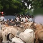मवेशियों को लेकर पहुंचे किसान, रास्ते में ही हुआ समस्या का समाधान
