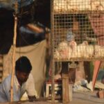 CG में 5 दिन मांस-मटन की बिक्री पर रोक, उल्लंघन करने वालों पर होगी सख्त कार्रवाई