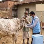 हरियाणा में लंपी वायरस की दस्तक, बॉर्डर वाले इलाके सील; पशु व्यापार पर लगी रोक
