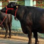 मंदसौर की कालिया गैंग का आतंक, तीन राज्यों से चुराईं 120 भैंसें; 40 वारदातें कबूली